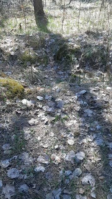 гадюка смотреть онлайн