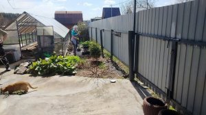 Ночевали на дачке. Подготавливаю кашпо к петунькам. Работа в теплице продолжается.