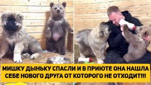 МИШКУ ДЫНЬКУ СПАСЛИ И В ПРИЮТЕ ОНА НАШЛА СЕБЕ НОВОГО ДРУГА ОТ КОТОРОГО НЕ ОТХОДИТ!!!