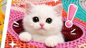 Котёнок Кефир в детском лабиринте!