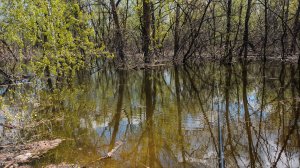 Вода зашла в лес. Рыбалка на поплавочную удочку в половодье.
