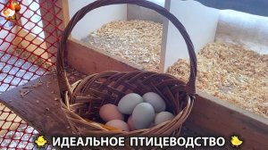 Идеальное птицеводство достойно восхищения 🐓🦆🦢🦚🦃🐔 эпизод (493)