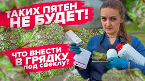 ПОСЕВ СВЕКЛЫ. ЧТО НУЖНО ВНЕСТИ В ГРЯДКУ?