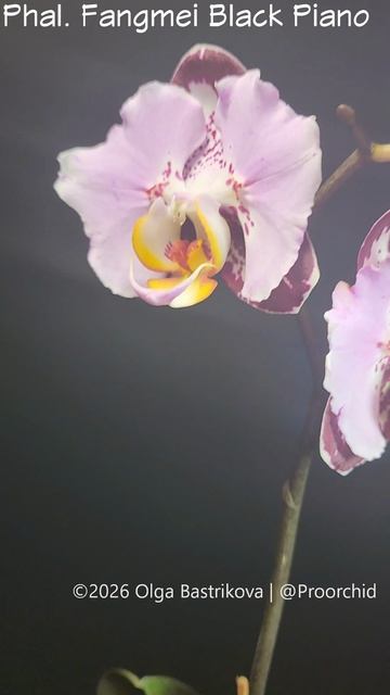 Phal.Fangmei Black Piano