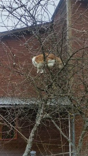 Моя Рыжая белка