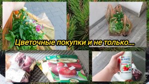 Цветочные покупки и не только. Купила лук и удобрение для клубники.