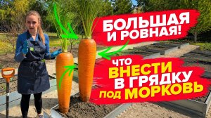 ПОДГОТОВКА ГРЯДКИ ПОД МОРКОВЬ