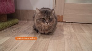 Кот Джойстик из кошачьего приюта обязательно найдет себе нового хозяина