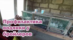 Как выращивать бройлеров, чтобы не было водянки