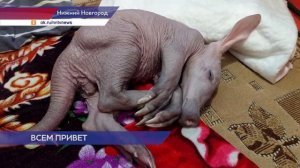 Редчайший малыш трубкозуба родился в зоопарке «Лимпопо»