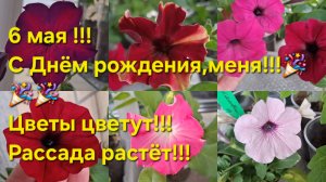 06-05-26г.Краткий обзор расады!!!Спасибо за поздравления!!!🫶🫶🫶