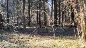 Прогулка #44 🌳🌲🌳☀️🌳🌲🌳 03.05.2026