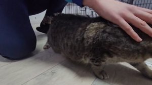 За каждой мурчащей кошкой — история боли | Кошкин дом