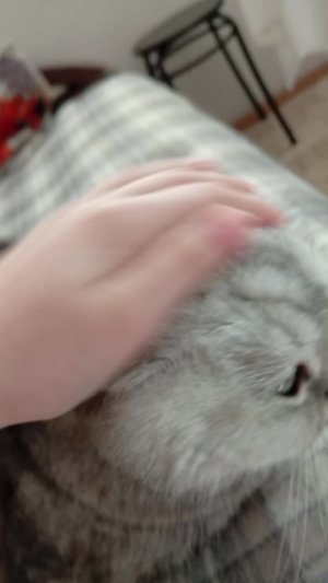 котики