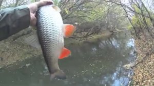 Нифига себе, какие кабаны клюют в этом ручье! Рвем сети местных! Рыбалка на спиннинг.