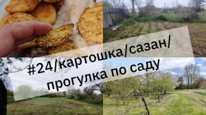 #24/высаживаем картошку /сазан/сад/Купили дом в Краснодарском крае