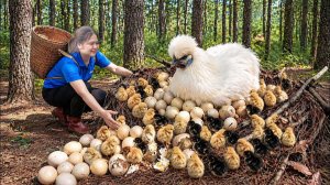 Добыча редких экзотических диких кур | Сбор свежих яиц и птенцов.