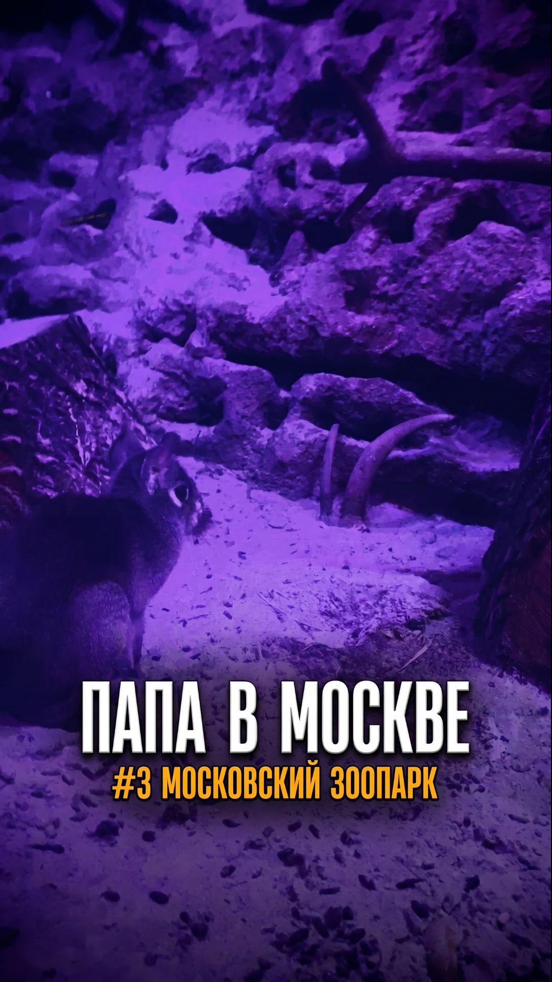 Животные ночного мира в Московском зоопарке