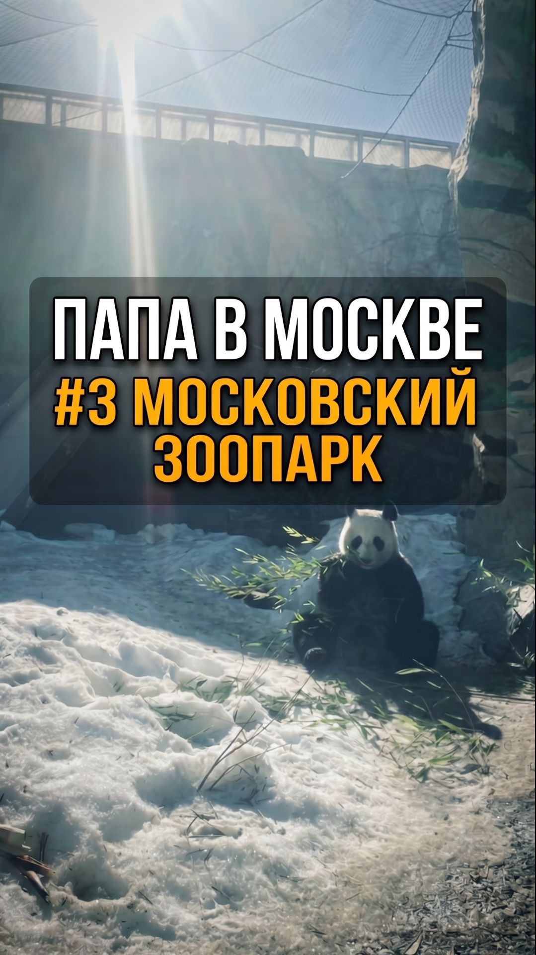 Московский зоопарк: панда заворожила толпу
