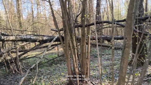 Прогулка в лесопарке 🌳🌲☀️🌳🌲 03.05.2026