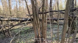 Прогулка в лесопарке 🌳🌲☀️🌳🌲 03.05.2026