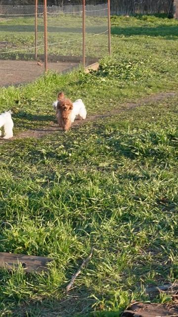Семья шпекса