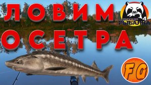 ЛОВИМ ОСЕТРОВ на АХТУБЕ. Русская рыбалка 4. рр4. #russianfishing4fungames . Russian Fishing 4