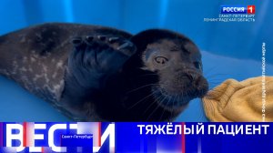 Вести Санкт-Петербург. Выпуск 09.30 от 05.05.2026