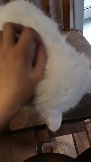 Кошка