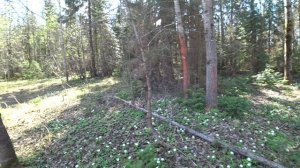 В поля за крапивой. Лес 5 мая 2026