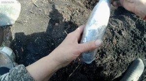 Решила посадить виноград.
