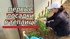 Первые посадки в теплицу. 06.05.2026