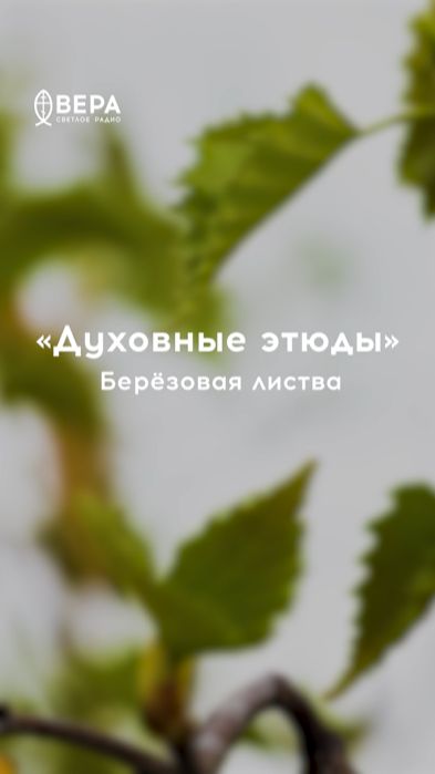 Берёзовая листва тянется к свету — так и душа стремится к Отцу