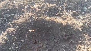 С металлоискателем в поле! Сдаю металл в металлоприём.mp4