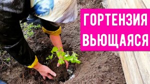 Плетистая гортензия / Как посадить правильно и легко размножить