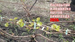 Раскрытие и подвязка кустов винограда | Виноград