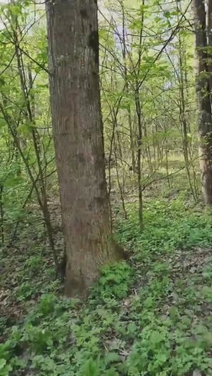 Прогулка в лесопарке (пробная трансляция) 🌳🌲☀️🌳🌲