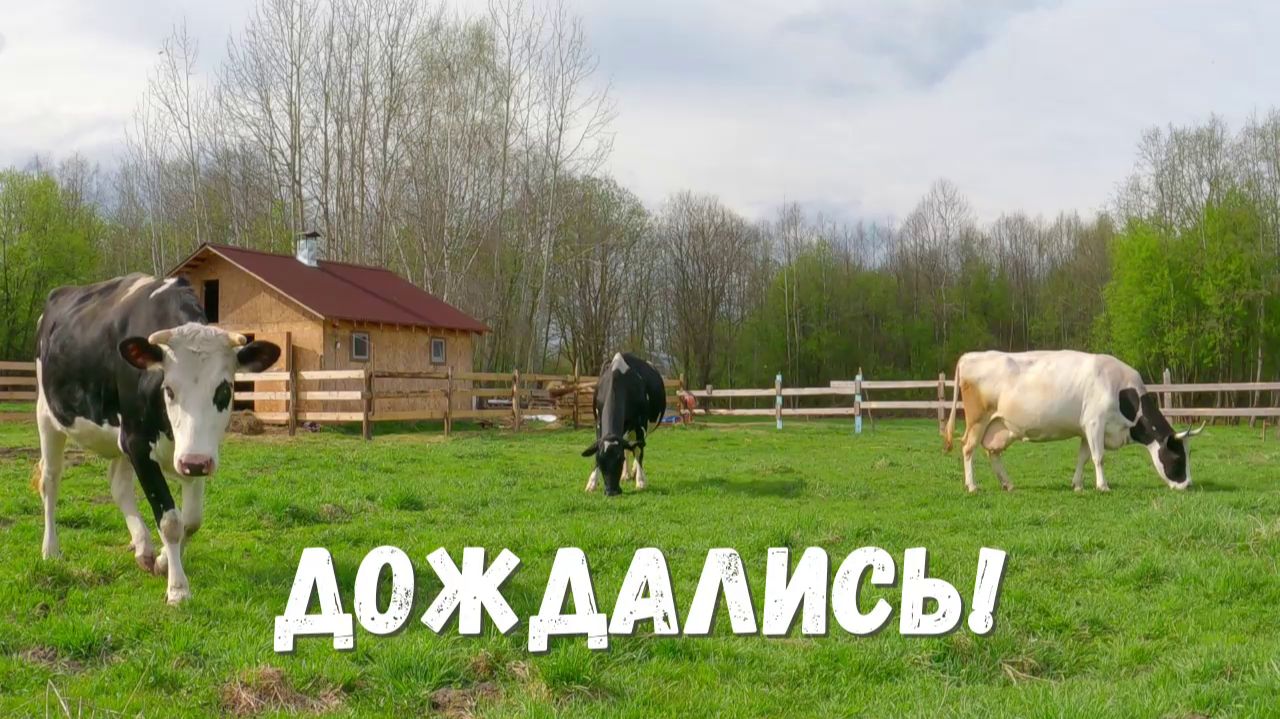 Наконец-то тепло! Не смогли удержать коров... Первый выпас, остатки дров и картофель из подполья