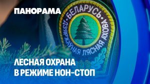 Оранжевый уровень опасности: аномальная жара и повышенная пожарная опасность в Беларуси. Панорама
