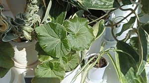 Комнатные Растения На Балконе В Мае. 2 Часть И Новинки