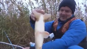 РЫБАЛКА НА ДОНКУ - ЛОВЛЯ РАЗНОЙ РЫБЫ НА ЧЕРВЯ