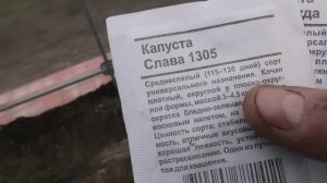 6 мая посев капусты семенами в грунт