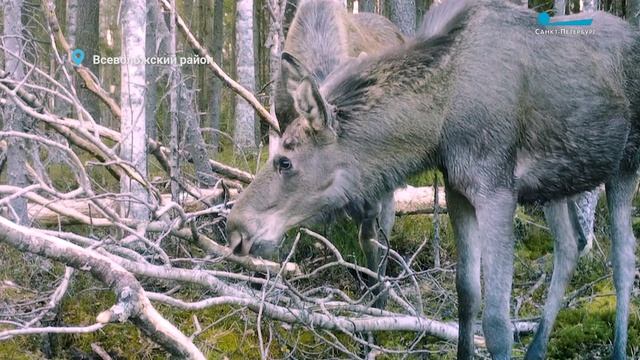 Ансамбль дятлов-ударников, брошенные лоси-подростки и квартирный вопрос енотовидных собак