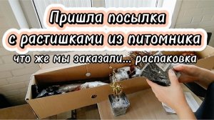 Распаковка посылки с растишками из питомника.