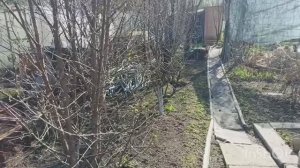Мы на даче, выкопали смородину  и прорыхлила🥀