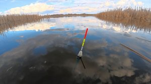 Ловля крупного карася на маховую удочку с поплавком. Рыбалка в тихом месте.