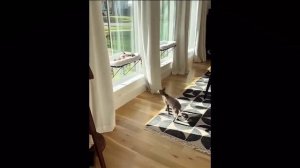 приколы с котами с озвучкой