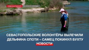 Севастопольские волонтёры вылечили дельфина Споти – самец уплыл в открытое море