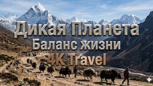 ДИКАЯ ПЛАНЕТА 4K | Баланс жизни. Эпизод 1 | Документальный фильм. Дикая природа.