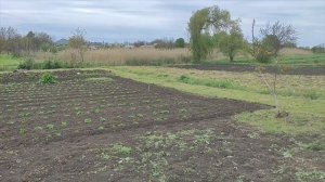 Стяжка. Опрыскивание винограда